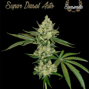 Original Jack Auto – Sensimilla