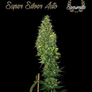 Russian Auto – Sensimilla