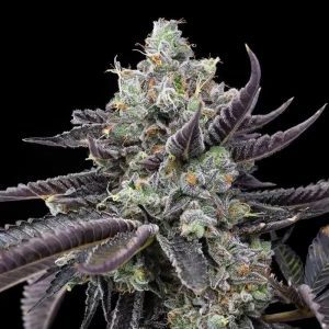 Lemon Cherry Sherb – Cookies Seeds