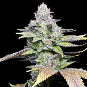 Mind Fuck – Cookies Seeds