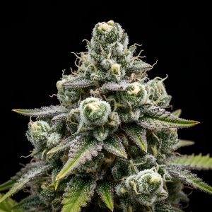 American Breakfast x WB Bubba – World Breeders Bulk