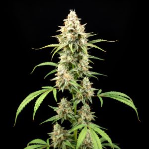 Amnesia Haze x White Widow – World Breeders Bulk