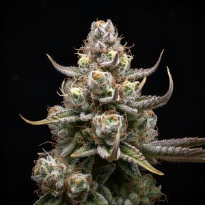 Apples and Bananas x WB Bubba – World Breeders Bulk