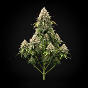 Auto Amnesia Bubba x Auto Fruit – World Breeders Bulk
