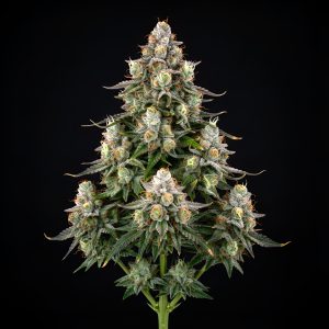 Auto Amnesia Bubba x Auto Green Poison – World Breeders Bulk