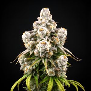 Auto Fruit x Auto Green Poison – World Breeders Bulk