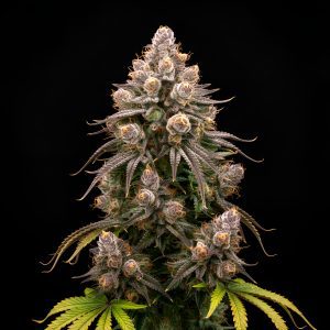 Auto Gorilla x Auto Fruit – World Breeders Bulk