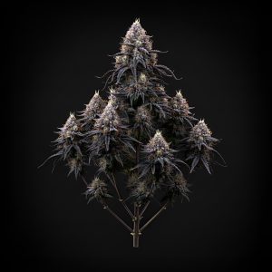 Auto Green Poison x Auto Fruit – World Breeders Bulk