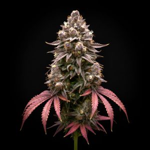 Auto Green Poison x Auto Green Poison – World Breeders Bulk