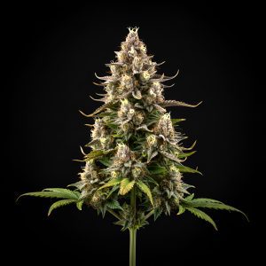 Auto Sad x Auto Fruit – World Breeders Bulk