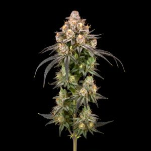 Auto Zkittlez x Auto Fruit – World Breeders Bulk