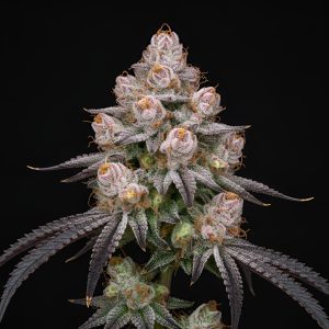 Baklava x Papaya – World Breeders Bulk