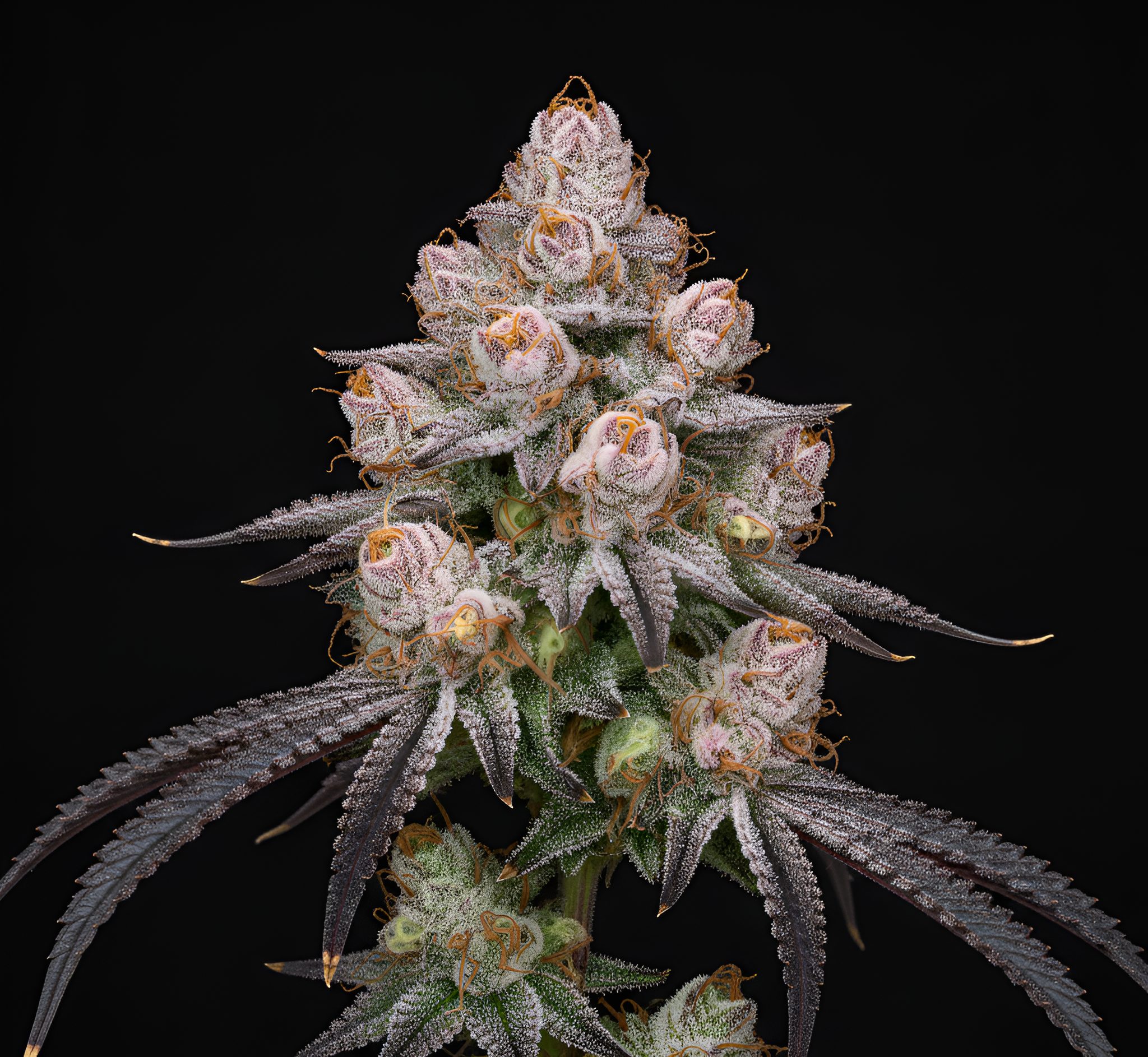 Baklava x Papaya – World Breeders Bulk Baklava x Papaya – World Breeders Bulk