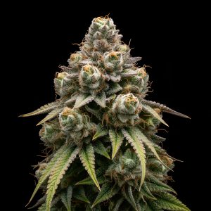 Blue Zushi x WB Bubba – World Breeders Bulk