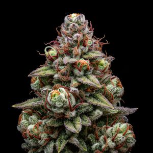 Cherry Biscotti x Red Sunshine – World Breeders Bulk