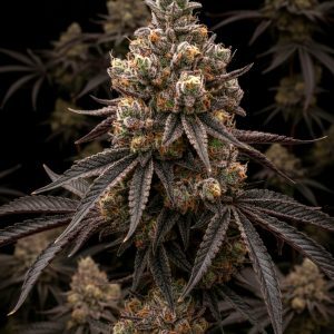 Cherry Punch x WB Bubba – World Breeders Bulk