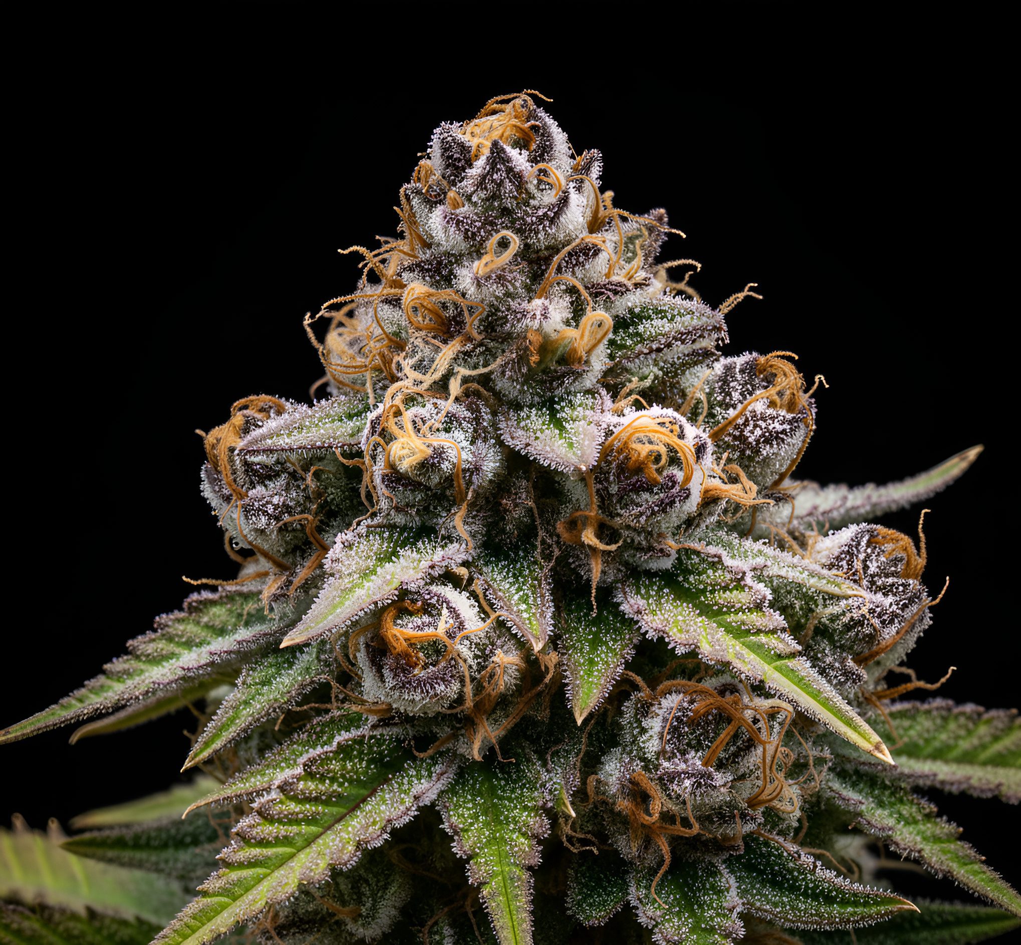 Chimera 3 x WB Bubba – World Breeders Bulk Chimera 3 x WB Bubba – World Breeders Bulk