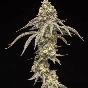 Creamy Kush Gas – World Breeders