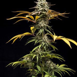 Crunch – World Breeders