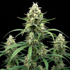 Durban Poison x WB Bubba – World Breeders Bulk