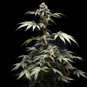 Fizzy Gum – World Breeders