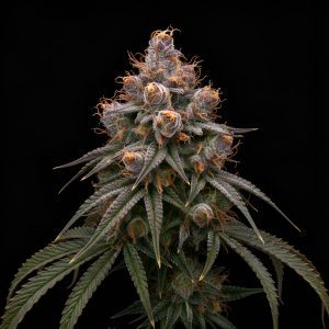 Gary Payton x Red Sunshine – World Breeders Bulk