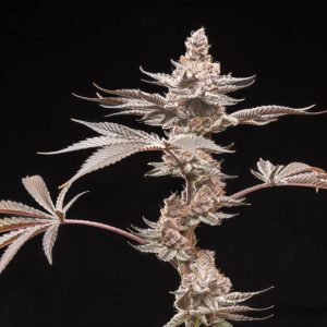 Grape Sunshine – World Breeders