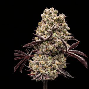 Hokuzai x WB Bubba – World Breeders Bulk
