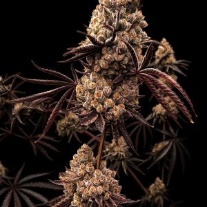 Hokuzan – World Breeders