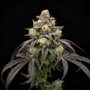 Jealousy x Red Sunshine – World Breeders Bulk