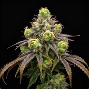Jokerz x Red Sunshine – World Breeders Bulk