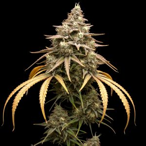 Mango Kush x WB Bubba – World Breeders Bulk