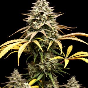 Mango Punch x WB Bubba – World Breeders Bulk