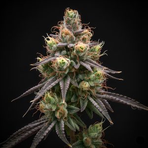Oz Kush x Red Sunshine – World Breeders Bulk