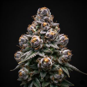Orange Slush x Papaya – World Breeders Bulk