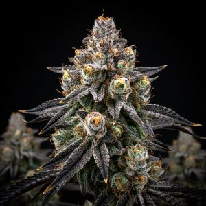 Oreoz x WB Bubba – World Breeders Bulk