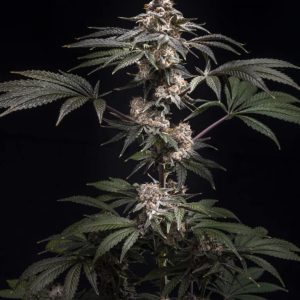 Pilot – World Breeders