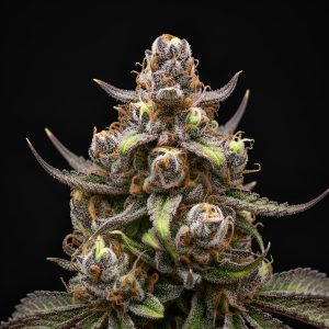 Pilot x Papaya – World Breeders Bulk