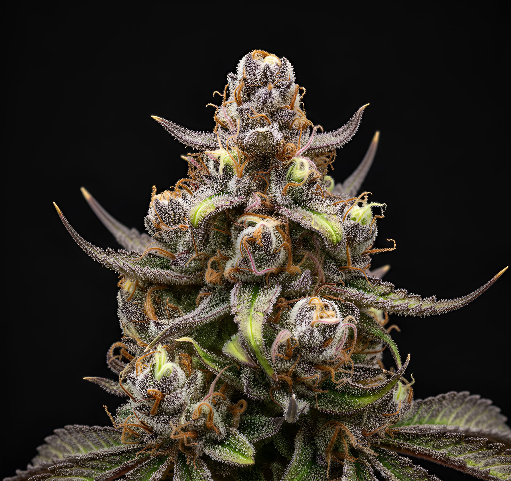 Pilot x Papaya – World Breeders Bulk Pilot x Papaya – World Breeders Bulk