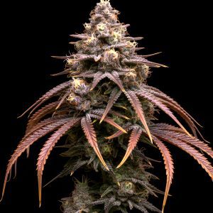 Purple Punch x WB Bubba – World Breeders Bulk