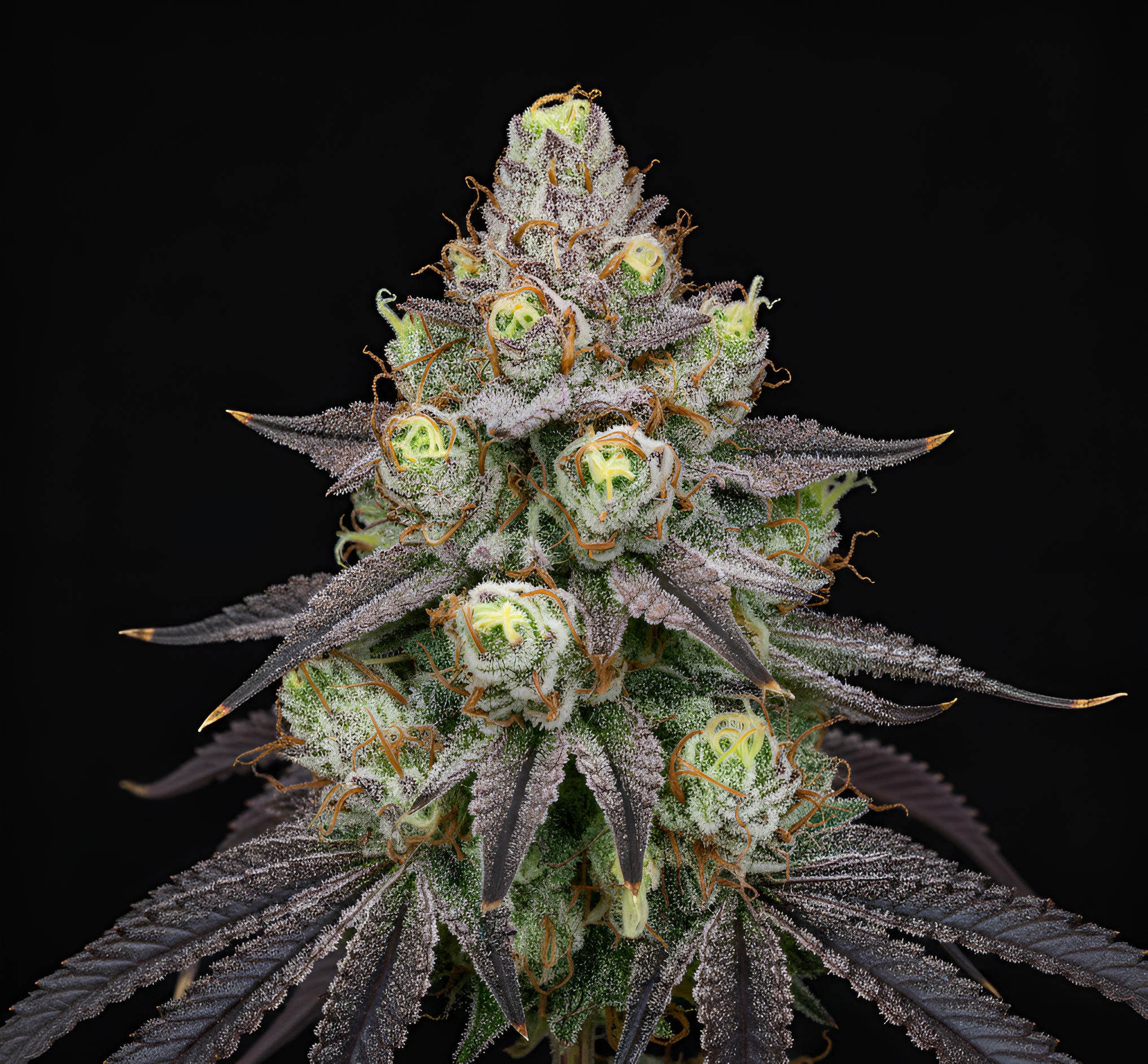 RS11 x Papaya 4 x WB Bubba – World Breeders Bulk RS11 x Papaya 4 x WB Bubba – World Breeders Bulk