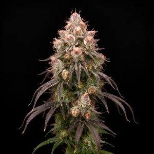 Strawberry Haze x Grandaddy Purple – World Breeders Bulk