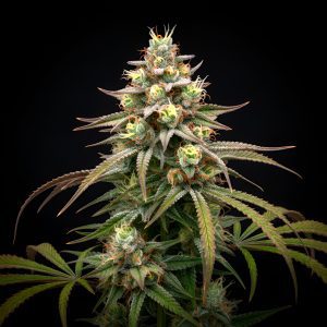 Strawberry Haze x WB Bubba – World Breeders Bulk