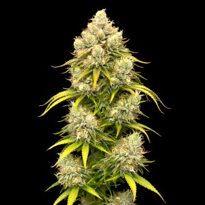 Strawberry Mango x Grandaddy Purple – World Breeders Bulk