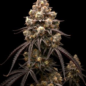 Strawberry Mango x WB Bubba – World Breeders Bulk