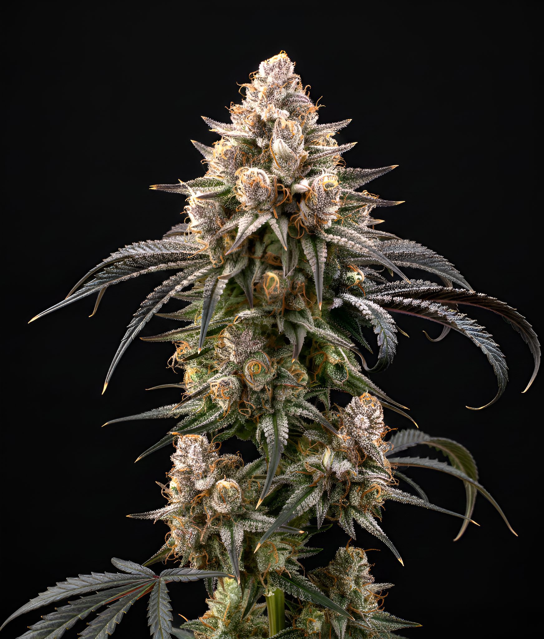 Sunset Sherbet x Chiquita Banana – World Breeders Bulk Sunset Sherbet x Chiquita Banana – World Breeders Bulk