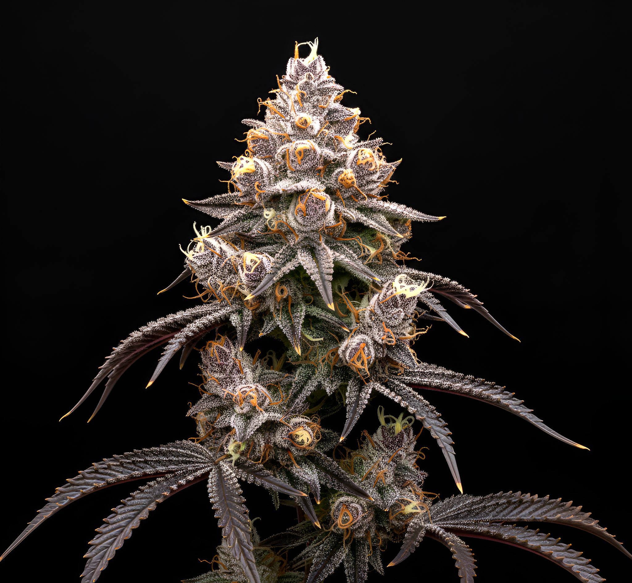 Super Boof x Pink Honey 10 – World Breeders Bulk Super Boof x Pink Honey 10 – World Breeders Bulk