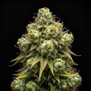 Super Boof x WB Bubba – World Breeders Bulk