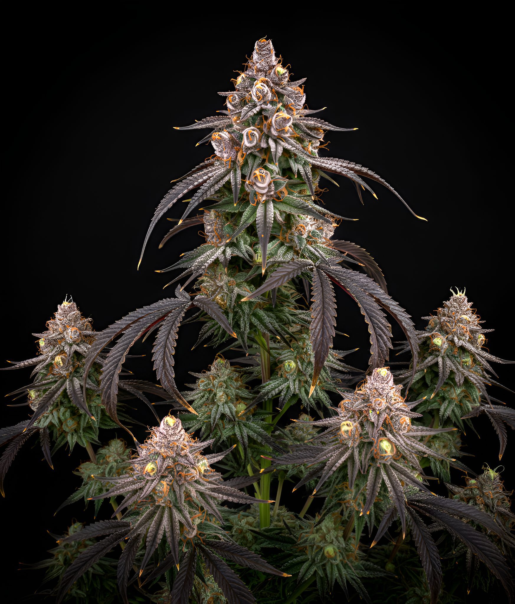 Tropicana Cookies x Chiquita Banana – World Breeders Bulk Tropicana Cookies x Chiquita Banana – World Breeders Bulk