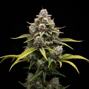 Vice City x Papaya – World Breeders Bulk